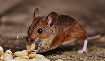 24 Hour & Emergency Exterminators in Gustavus, OH